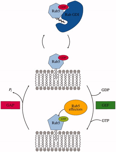 Figure 1. Catalytic cycle and intracellular localisation of Rab5. Small GTPases switch into an active state through the exchange from GDP to GTP mediated by guanine nucleotide exchange factors (GEFs). GTPase-activating proteins (GAPs) catalyse the hydrolysis of GTP to GDP, thereby restoring the GTPase inactive state. Effector proteins exclusively bind Rab5(GTP).