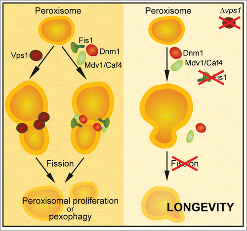 Figure 1. Schematic illustration of peroxisomal fission. Two independent dynamin-related GTPases, Vps1 and Dnm1, govern peroxisomal division. Lefevre, Kumar and Van der Klei could show that in Δvps1 cells, the additional deletion FIS1 and thus the complete absence of peroxisomal fission leads to an extended maximum chronological life span.