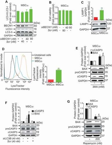 Figure 5. Role of BECN1 independent autophagy induction in suppression of apoptosis of MSCs. (A and B) MSC3D were transfected with siRNA targeting BECN1 or control scrambled siRNA. Gene silencing efficiency was determined after 48 h of transfection by western blot analysis and presented in the lower panel. Ratio of LC3-II:LC3-I was measured by western blot analysis and shown in the upper panel of the image (A). Values are presented as the fold change compared to control and expressed as mean ± SEM (n = 3 independent experiments). Cell viability was evaluated by MTS assay (B). Values are presented as the fold change compared to control and expressed as mean ± SEM (n = 3 independent experiments). (C) Basal protein expression levels of LAMP1 in MSC2D and MSC3D were measured by western blot analysis. Expression levels were quantified by densitometric analysis and shown in the upper panel of the image. Values are presented as the fold change compared to MSC2D and expressed as mean ± SEM (n = 3 independent experiments). ** represents p < 0.01. (D) Fluorescence intensity of LysoTracker at basal levels in MSC2D and MSC3D were determined by flow cytometer. After trypsinization, MSC2D and MSC3D were incubated with 50 nM of LysoTracker for 1 h, followed by the measurement of fluorescence intensity with flow cytometer. (Right panel) Fluorescence intensity values are presented as the fold change compared with MSC2D and are expressed as mean ± SEM (n = 3 independent experiments). ** represents p < 0.01. (E and F) MSC3D were treated with 3MA for 36 h (E), or transfected with LC3B siRNA (siLC3B) or control scrambled siRNA (Scr) for 36 h (F). (G) MSC2D were treated with rapamycin for 36 h. Expression levels of proCASP3, cCASP3, and BAX were determined by western blot analysis. Expression levels of BAX and cCASP3 were quantified by densitometric analysis and are shown in the upper panel of the image. Values are presented as the fold change compared with control cells and are expressed as mean ± SEM (n = 3 independent experiments). * indicates p < 0.05 for BAX expression as compared with control cells; # indicates p < 0.05 for cCASP3 as compared with control cells. For all western blot analyses, GAPDH was used as loading control