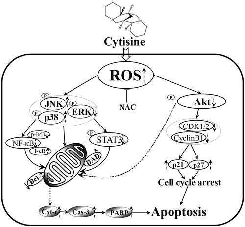 Figure 9. Schematic presentation of the signalling pathways in A549 human lung cancer cells affected by cytisine.