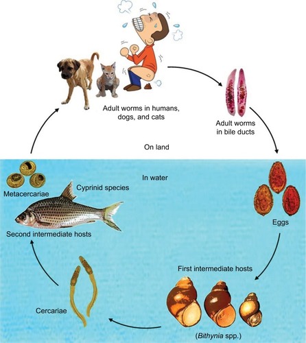 Figure 1 Life cycle of Opisthorchis viverrini sensu lato.