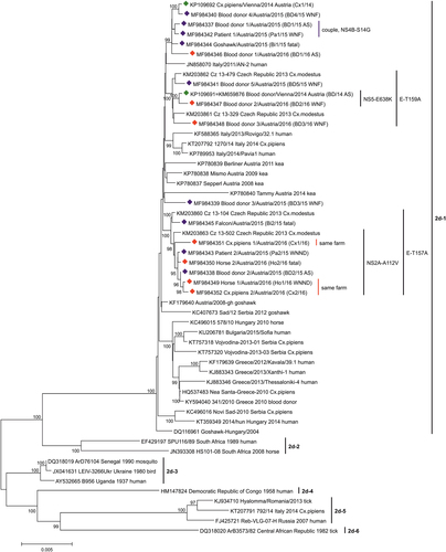 Fig. 2 Phylogenetic tree of 54 selected complete polyprotein-coding nucleotide WNV sublineage 2d sequences.Green diamonds indicate the 2 sequences from 2014Citation18. Sixteen viruses determined in this study are marked with blue diamonds (identified during 2015) and red diamonds (2016). The six major clusters (1–6) of WNV subclade 2d are indicated by vertical bars. All Austrian viruses belong to the Central/Southern European cluster 2d-1. The GenBank accession numbers, strain names and – if not included in the strain names – geographic locations, years of identifications and host species names are indicated at the branches. For the Austrian strains, common mutations and symptoms (AS/WNF/WNND/fatal) are also depicted. Supporting bootstrap values ≥90% are displayed next to the nodes. The horizontal scale bar indicates genetic distances (here 0.5% nucleotide sequence divergence). Abbreviations used: BD, blood donor; Pa, patient; Ho, horse; Bi, bird; Cx, Culex mosquito; AS, asymptomatic; WNF, West Nile fever; WNND, West Nile neuroinvasive disease