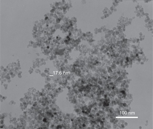 Figure 2 Transmission electron microscopic image of chitosan-coated iron oxide nanoparticles.