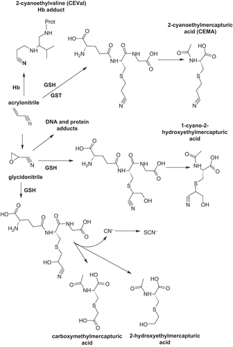 Figure 1.  Simplified metabolic pathway of acrylonitrile, modified from CitationLeonard et al., 1999. GSH:glutathione, GST: glutathione S-transferase, Hb: haemoglobin.