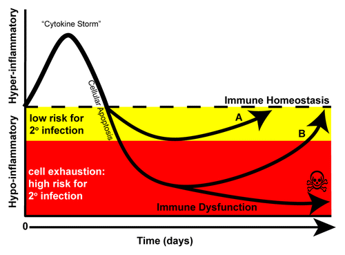Figure 1. Immune response in sepsis. The immune response in sepsis is determined by many factors including co-morbidities (i.e., diabetes, heart disease, malignancy) as well as the pathogen virulence and size of the microbial inoculums. Although both pro- and anti-inflammatory processes are activated simultaneously during the onset of sepsis, during the first few days, a hyper-inflammatory response often dominates the clinical picture. The hyper-inflammatory phase has been termed a “cytokine storm” that is indicated by increased levels of TNF-α, IL-1β, and IL-6. A robust depletion of both innate and adaptive immune cells through apoptosis occurs to dampen the response. (A) At this stage, patients may undergo a controlled anti-inflammatory response enabling them to return to immune homeostasis. Alternatively, patients may undergo an uncontrolled anti-inflammatory response and enter a hypo-inflammatory phase yet survive (B) or succumb. Protracted time spent in this hypo-inflammatory phase may lead to cellular exhaustion; a cellular phenotype indicated by impaired function as well as increased PD-1 and decreased IL-7R expression on T lymphocytes. In this phase, patients fail to mount proper immune responses leading to viral re-activation and secondary infections, frequently caused by avirulent and opportunistic organisms and of ventilator-associated pneumonia.