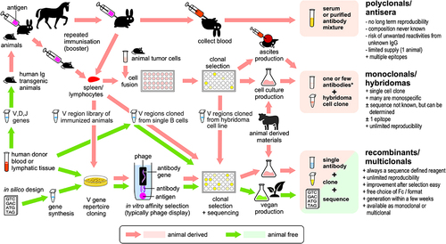 Figure 1. The intricate paths of antibody generation. Organisms are shaded in black. Importantly, recombinant antibodies are not always non-animal derived, as today the various advantages of the recombinant format are utilized both by animal- and non-animal-derived antibodies. Vast antibody variable region gene libraries, which can be obtained from human donor blood or by in silico design, offer animal-free access to antibody genes. However, the use of gene libraries does not always guarantee animal-free products, as they can be used in transgenic animals or obtained after animal immunization. It is also often overlooked that, after the initial animal-free generation of an antibody clone, animal materials may be used to produce these antibodies in useful quantities. Conversely, today any recombinant animal- or non-animal-derived antibody could also be produced in a vegan cell culture system. Since this map shows several paths consisting entirely of green arrows, “vegan” antibodies are indeed a reality.