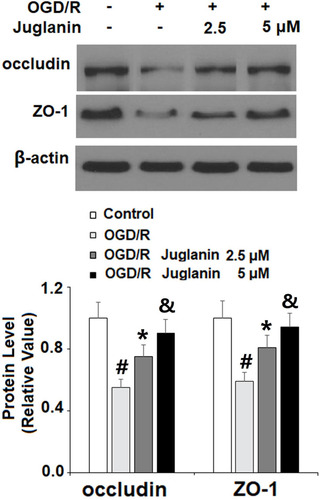Figure 8 Juglanin prevented oxygen–glucose deprivation/reperfusion (OGD/R)-induced reduced occludin and ZO-1 in human bEnd.3 brain microvascular endothelial cells (HBMVECs). Cells were exposed to hypoxic conditions for 6 h, followed by exposure to reperfusion media for (24 h) in the presence or absence of juglanin (2.5, 5 μM). Protein of occludin and ZO-1 as measured by Western blot analysis (#, *, &P<0.01 vs previous column group).
