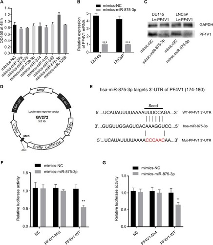 Figure 5 PF4V1 is a target of hsa-miR-875-3p at specific 3′-UTR.Notes: (A) The effects of different miRNAs on the proliferation of DU145-Lv-PF4V1 cells were evaluated by CCK-8 tests. (B) The relative expression of PF4V1 was investigated by qRT-PCR in PCa cell lines DU145 and LNCaP after mimics transfection. (C) The relative expression of PF4V1 protein was investigated by Western blotting in PCa cell lines DU145 and LNCaP after mimics transfection. (D) The GV272 dual-luciferase reporter vector. (E) The 3′-UTR of PF4V1 harbors an miR-875-3p cognate site. (F) Relative luciferase activity was measured after cotransfecting miR-875-3p/NC mimics and reporter plasmids carrying mutant or wild-type PF4V1 3′-UTR in DU145 cells. (G) Relative luciferase activity was measured after cotransfecting miR-875-3p/NC mimics and reporter plasmids carrying mutant or wild-type PF4V1 3′-UTR in LNCaP cells. The results were acquired from three independent experiments, and error bars represent mean and SD (Student’s t-test, *P<0.05, **P<0.01, ***P<0.001).Abbreviations: CCK-8, Cell Counting Kit-8; NC, negative control; PCa, prostate cancer; qRT-PCR, quantitative real-time PCR; MCS, multiple cloning site; WT, wild type; Mut,mutant; UTR, untranslated region.
