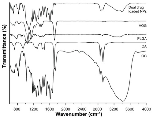 Figure 4 Fourier-transform infrared spectra of drugs, polymers, and drug-loaded nanoparticles.Abbreviations: NPs, nanoparticles; VOG, voglibose; OA, oleic acid; QC, quercetin; PLGA, poly(lactic-co-glycolic acid).