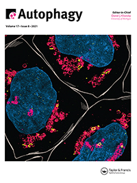 Cover image for Autophagy, Volume 17, Issue 8, 2021