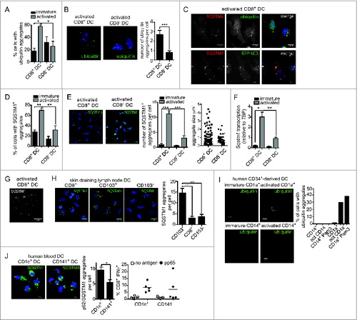 Figure 2. Increased ubiquitin and SQSTM1 receptor aggregates following activation of mouse and human cross-presenting DC. (A) Ubiquitinated proteins were detected in freshly isolated (immature) spleen CD8+ DC and CD8− DC, or following overnight activation (activated) by imaging flow cytometry. Data were pooled from 2 or 3 independent experiments, mean ± 1 SEM, *P ≤ 0.05, one-way ANOVA with Tukey multiple comparison test. (B) Splenic CD8+ DC and CD8− DC were activated by culture overnight. DC were stained with an anti-mono and polyubiquitin specific antibody, nuclei were counterstained with DAPI and cells imaged by structured illumination microscopy (SIM). Scale bar: 5 μm. Number of ubiquitinated aggregates per cell was scored from SIM images for 19 activated CD8+ DC and 17 activated CD8− DC, mean ± 1 SEM, ***P ≤ 0.001, Mann Whitney t test. (C) Spleen wild-type or GFP-LC3 CD8+ DC were purified by flow cytometry and cultured overnight (activated). Cells were stained for ubiquitin or SQSTM1, counterstained with DAPI and imaged by confocal microscopy; scale bar: 10 μm. (D) Spleen CD8+ DC and CD8− DC were cultured at 4°C (immature) or 37°C overnight (activated), stained for SQSTM1 and analyzed by imaging flow cytometry. Data were pooled from 2 or 3 independent experiments, mean ± 1 SEM, **P ≤ 0.01, one-way ANOVA with Tukey multiple comparison test. (E) Spleen CD8− DC and CD8+ DC were activated overnight and stained for SQSTM1 and nuclear dye DAPI and imaged by confocal microscopy; scale bar: 10 μm. Graph displays number of cells containing SQSTM1 aggregates. Data are from 96 CD8+ DC, 111 CD8− DC scored in 4 independent experiments, mean ± 1 SEM, ***P ≤ 0.001, one-way ANOVA with Tukey multiple comparison test. SQSTM1 aggregate size (μm2) measured from 291 aggregates in activated CD8− DCs and 232 aggregates in activated CD8+ DCs. (F) Splenic CD8+ DC and CD8− DC were purified by flow cytometry. Cells were examined directly ex vivo (immature) or following activation by culture at 37°C overnight (activated). RNA was isolated and quantitative real time PCR performed to measure Sqstm1 transcription, relative to the housekeeping gene Tbp. Data are mean ± 1 SEM, pooled from 3 independent experiments, *P ≤ 0.05, one-way ANOVA with Tukey multiple comparison test. (G) Spleen CD8+ DCs were purified by flow cytometry and activated by culture overnight. Cells were stained for SQSTM1 and examined by SIM; scale bar: 6 μm. (H) CD8+ DC, CD103+ DC and CD103− DC isolated from skin-draining lymph nodes were stained for SQSTM1, counterstained with DAPI and imaged by confocal microscopy; scale bar: 10 μm. Graph represents data from 27 CD8+ DC, 32 CD103+ DC and 26 CD103− DC, mean ± 1 SEM ***P ≤ 0.001. (I) CD1a+ and CD14+ human DC were analyzed immediately after isolation (immature) or following overnight culture (activated) for mono and polyubiquitinated proteins by confocal microscopy; scale bar: 10 μm. Graph displays proportion of CD1a+ and CD14+ DC containing ubiquitin aggregates for DC that were freshly isolated, culture overnight (act) or stimulated overnight in presence of 1 μg/ml Pam3-CSK4 (Pam3) (n > 350 cells). (J) Human CD1c+ and CD141+ DC were imaged for SQSTM1 aggregates by confocal microscopy; scale bar: 16 μm. Left graph: represents 59 CD1c+ DC and 33 CD141+ DC, mean ± 1 SEM *P ≤ 0.05, Mann Whitney t test. Right graph: human CD1c+ and CD141+ DC were pulsed with cytomegalovirus pp65 protein and MHC I cross-presentation of the pp65495–503 epitope measured by IFNG secretion by pp65495–503-specific CD8+ T cells. Data were pooled from 5 individual donors.