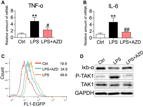 Figure 4 AZD4547 attenuates LPS-induced inflammatory factors by reducing TAK1/NF-κB in NRK-52E cells. NRK-52E cells were pretreated with 10 μM AZD4547 for 1 h and then exposed to 0.5 μg/mL LPS for the indicated times. (A, B) Cells were exposed to LPS for 6 h. The inflammatory cytokines TNF-α and IL-6 mRNA levels were detected by RT-qPCR [n= 3 per group]. (C) NF-κB EGFP reporter-expressing NRK-52E cells were treated with AZD4547 (10 μM) for 1 h before challenging the cells with LPS (0.5 μg/mL) for 6 h. NF-κB activity is shown as the mean fluorescence intensity (MFI) detected by flow cytometry. (D) Cells were exposed to LPS for 1 h. Western blot analysis of IκB-α, P-TAK1 and TAK1 levels in NRK-52E cells. (*, vs Ctrl group; #, vs LPS group; #P<0.05, ** and ##P<0.01.)