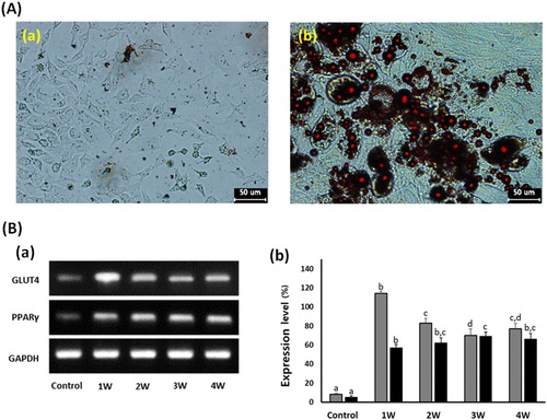 Figure 4. Analysis of cell differentiation into adipocytes in A549 cancer cells treated with 50 μM PGZ up to 4 weeks. A: Adiposomes were stained with oil red O solution in untreated control (a) and 50 μM PGZ-treated (b) A549 cancer cells. Accumulation of intracellular lipids in the cells were stained to red spots. B: Expression level of GLUT4 (▪) and PPARγ (▪) by RT-PCR in A549 cancer cells treated with 50 μM PGZ up to 4 weeks. a, b and c indicate different groups which are significantly different each other (p < .05, one-way ANOVA).