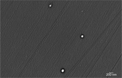 Figure S3 Transport in vitro assay in hCMEC/D3.Note: PGZ-NPs on the basolateral surface (filter side) of the endothelium after 6 hours.Abbreviations: PGZ-NPs, PGZ-loaded nanoparticles; hCMEC/D3, human brain endothelial cell line.