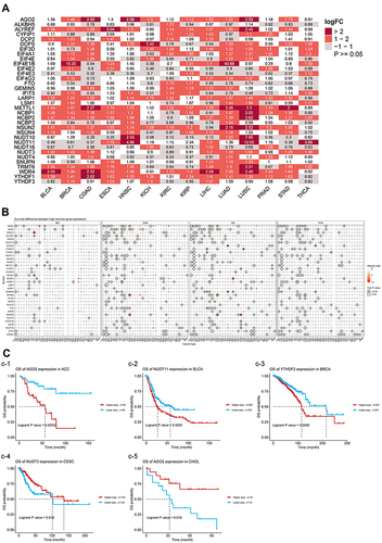 Figure 2 (A) The heatmap shows the expression profiles of the RNA methylation genes in the TCGA dataset. (B) Survival difference between high and low gene expression groups. (C) Survival curves used the Kaplan-Meier method (C-1: OS of AGO2 expression in ACC; C-2: OS of NUDT11 expression in BLCA; C-3: OS of YTHDF 3 expression in BRCA; C-4: OS of NUDT3 expression in CESC; C-5: OS of AGO2 expression in CHOL).