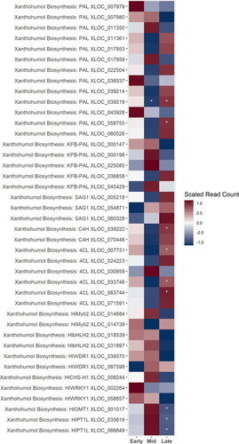 Figure 5. A heatmap of gene expression patterns scaled across development stages for putative homologs of genes within the xanthohumol biosynthesis pathway. The order of the genes from top to bottom represents the order of the pathway from the initial conversion of phenylalanine to the biosynthesis of xanthohumol. Gene acronyms are defined in Figure 1. The XLOC numbers refer to the gene sequence available on hopbase.org. There are multiple XLOC numbers for many genes because there are multiple copies of the gene, errors in the assembly, or uncertainty in the annotation. Asterisks indicate expression levels are significantly different from the previous developmental stage with a BH-adusted p-value < 0.05. * = logfold-change > 2 or < -2; ** = logfold-change > 4 or < -4; *** = logfold-change > 6 or < -6.