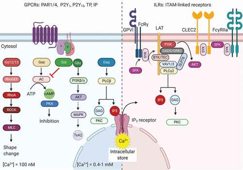 Figure 1. Schematic overview of the different signaling pathways in terms of calcium signaling. Left part GPCRs: G-protein coupled receptors bearing the Gαq isoform activating subunit promote phospholipase C (PLC) β to generate phospholipase inositol 1,4,5-triphosphate (IP3) and diacylglycerol (DAG). IP3 triggers the release of Ca2+ from intracellular stores and DAG activates several proteins, such as different isoforms of protein kinase C (PKC). Other Gα isoforms (Gα12/13, Gαs, Gαi) trigger signaling pathways that synergize or negatively regulate Ca2+ increase, and modulate integrin activation, thromboxane generation and granule release. Right part ILRs: ITAM-linked-receptor activation results in the recruitment of several tyrosine kinase proteins to LAT. The formation of this signalosome results in the activation of PLCγ2, also eliciting IP3 and DAG formation. Other abbreviations: AC: adenylyl cyclase, CLEC2: C-type lectin-like receptor 2, FcRγ: Fc receptor γ-chain, FcγRIIa: Fc γ receptor IIa, GPVI: glycoprotein VI, LAT: linker of activated T cells, MAPK: mitogen-activated protein kinase, PAR1/4: protease-activated receptor 1 and 4, PI3K: phosphatidylinositol 3-kinase, PKA: protein kinase A, PKC: protein kinase C, PLC: phospholipase C, P2Y1 and P2Y12: purinergic receptor 1 and 12, ROCK: Rho-associated protein kinase, SFK: Src family kinase, TP: thromboxane receptor, Syk: spleen tyrosine kinase, TxA2: thromboxane A2. This figure was created using BioRender.com