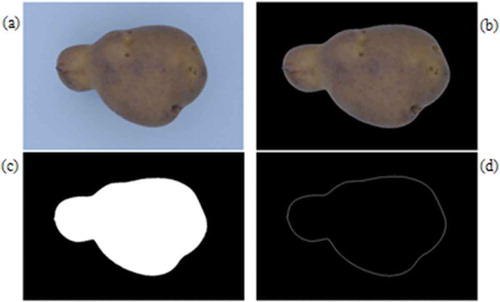 FIGURE 4 Results of pre-processing and segmentation operations; A: original image, B: uniformed background, C: segmented image, and D: boundary of potato.