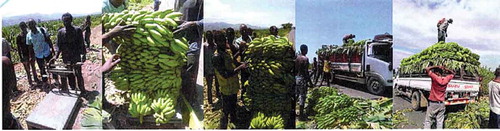 Figure 6. Figure bananas weighing and loading by traveling traders in Arba Minch