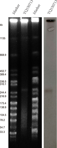 Figure 1 The identification of plasmid size using S1-PFGE (left) and southern blot and hybridization (right). (M) XbaI digested total DNA of Salmonella enterica serotype Braenderup H9812 as a size marker. Southern blotting hybridization with a blaNDM-specific probe.