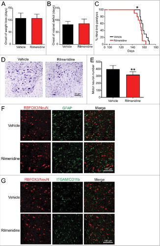 Figure 7. Rilmenidine treatment worsens disease progression and neurodegeneration in SOD1G93A mice. (A) Onset of body weight decline and (B) locomotor activity were similar in rilmenidine- and vehicle-treated SOD1G93A mice. (C) Survival was significantly reduced by rilmenidine treatment compared to vehicle-treated animals. Data represent mean ± SD, n = 10 mice per group, *p<0.05 using the log-rank test. (D) Photomicrographs of ventral horns stained with cresyl violet in lumbar spinal cords of mice at 90 days of age. (E) Motor neuron counts in ventral horns of lumbar spinal cords of vehicle- and rilmenidine-treated mice. Motor neuron numbers in rilmenidine-treated mice were significantly decreased compared to vehicle-treated mice. Data represent mean ± SD, n = 5 mice per group, **p<0.01 compared to vehicle-treated mice using an unpaired t-test. Immunohistochemical analysis of (F) astrocytes using GFAP and (G) microglia using ITGAM/CD11b in lumbar spinal cords of mice at end stage. Astrocyte and microglial activation appear similar in spinal cords of rilmenidine- and vehicle-treated mice. Images are representative of 3 mice per group.