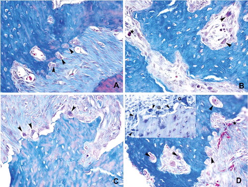 Figure 6. Histopathological view showing the osteoclast density: (A) control, osteoclasts (arrowhead) were shown associated with bone surface in their active pole in the control group. (B) Detached (arrowhead) and apoptotic (star) osteoclasts were marked in Group I. (C and D) Osteoclast number with normal appearance was increased in Groups II and III. Giant type osteoclasts were characteristics of that groups (Mallory Triple 400x)