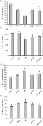 Figure 1. Effect of ginger on renal I/R-induced changes in the oxidant and antioxidant pools in rat serums. (A) Serum SOD activity; **p < 0.05 compared to I/R group. (B) Serum GSH-Px activity; **p < 0.05 compared to control, sham, and I/R groups. (C) Levels of serum NO; **p < 0.05 compared to control and I/R groups. (D) Levels of serum PCC; **p < 0.05 compared to I/R group. Values are expressed as mean ± SD, n = 6 animals in each group. *p < 0.05 compared to other groups. Abbreviations: SOD = superoxide dismutase, I/R = ischemia/reperfusion, GSH-Px = glutathione peroxidase; NO = nitric oxide, PCC = protein carbonyl contents.