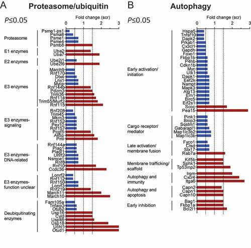 Figure 6. Zfp418 knockdown changes expression of UPS and ALP genes. NRVMs were transfected with scramble siRNA (Scr) or siRNA targeting Zfp418 (siZfp418; 100 nM), harvested 5 days post-transfection and RNA sequencing was performed. Significantly (P≤ 0.05) up- (red) or downregulated (blue) genes after Zfp418 knockdown were compared to databases of genes encoding proteins related to the proteasome and ubiquitin (A) or autophagy (B). Databases are available in Tables S4-S7