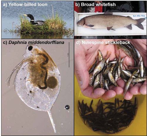Figure 7. Examples of key organisms making up the freshwater food web of the Arctic Coastal Plain of northern Alaska. Photo credits: Hannah Uher-Koch (A), Matthew Whitman (B), Thomas Renicker (C), and Jason McFarland (D).