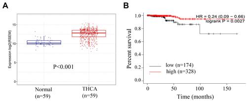 Figure 1 CTSH mRNA expression analysis. (A) Differential expression of CTSH mRNA in normal and THCA tissues. The independent sample T-test was used to compare difference. (B) Impact of CTSH expression on the overall survival of THCA patients between CTSH high (red) and low expression (black) groups. Survival time was compared with Kaplan-Meier and logrank test.