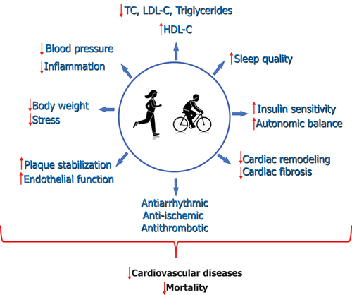 Figure 1. Proposed mechanistic pathways underlying the associations between regular physical activity and reduced risk of adverse cardiovascular outcomes.