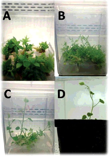Figure 1. In vitro propagation stages of Caper (C. spinosa L). (A) Shoot multiplication after four weeks on MS fortified with 0.5 mg/l BA + 0.5 mg/l IBA. (B) Elongated shoots were noticed after four weeks from sub-culture on MS supplemented with 0.5 mg/l BA. (C) Rooted plantlets on half-strength MS without NAA. (D) Acclimatized plantlet under greenhouse conditions.