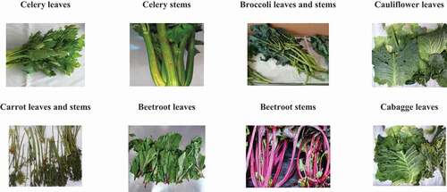 Figure 1. Inedible fractions of vegetables obtained from a wholesale market.Figura 1. Fracciones no comestibles de vegetales obtenidas desde un mercado mayorista