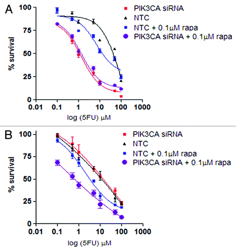 Figure 4. Evaluation of non-growth inhibitory concentration of rapamycin (rapa) and PIK3CA siRNA on 5-FU sensitivity in AGS (A) and HGC27 (B) cells. Charts display mean (± SD) proportion of cells in three independent experiments. NTC, non-treated control.