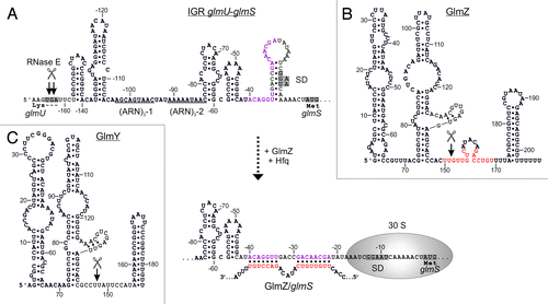 Figure 2. Activation of glmS by base-pairing with sRNA GlmZ. (A) Secondary structure of the glmUS intercistronic region and mechanism of activation of glmS translation by GlmZ. The glmUS co-transcript is processed by RNase E at the glmU stop codon (top). The two adjacent stem-loops might contribute to recognition by RNase E. A stem loop masks the SD in the glmS mRNA, thereby limiting translation initiation (top). Assisted by Hfq, full-length GlmZ base-pairs with the left half-site of this stem loop, opening the structure and providing access to ribosomes (bottom). The 5′ UTR of glmS contains two (ARN)3 motifs, providing binding sites for Hfq. Base-pairing nucleotides in glmS and GlmZ are shown in purple and red, respectively. (B and C) Secondary structures of homologous sRNAs GlmZ and GlmY. N.B., the glmS base-pairing site in GlmZ (marked red) is absent in GlmY. Processing sites are labeled by scissors.