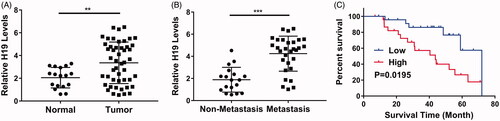 Figure 1. lncRNA H19 is unregulated in nasopharyngeal carcinoma and indicates a poor survival outcome. (A) The H19 levels in normal adjacent tissues or tumours were determined by qPCR. (B) The H19 levels in patients with or without metastasis were determined by qPCR. (C) Overall survival analysis revealed that nasopharyngeal carcinoma patients with high H19 levels displayed poor survival outcomes. **p < .01, ***p < .001. Student’s t-test in (A) and (B), log-rank test in (C).