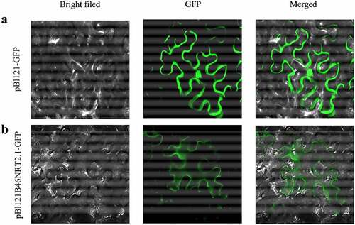 Figure 6. Subcellular localization of the B46NRT2.1. Imaging was captured respectively visualized under bright channel (Bright), green fluorescent protein channel (GFP), and merged GFP and bright light channel (GFP + Bright) in N. benthamiana cells. A. Expression of the GFP protein in N. benthamiana. B. Expression of the B46NRT2.1-GFP fusion protein in N. benthamiana.