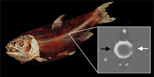FIGURE 4. Computed tomography (CT) scan of a lean Lake Trout used to evaluate different electrosedation settings for immobilizing fish prior to the implantation of electronic transmitters. The inset (image within the white outlined box) depicts a CT scan of the transverse plane of a vertebral bone exhibiting a minor spinal injury. Within the inset, the white arrow highlights a defect in the left lateral aspect of the vertebral body, and the black arrow points to a normal vertebral body margin on the right (R) side. The ventral aspect of the vertebral body is at the bottom of the image.
