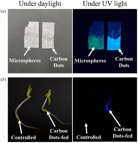 Figure 4. (a) Lens cleaning tissues with microspheres (left) and CDs (right) under daylight and UV irradiation respectively. (b) Controlled (left) and CDs-fed (right) vigna radiata plants under white light and UV light.