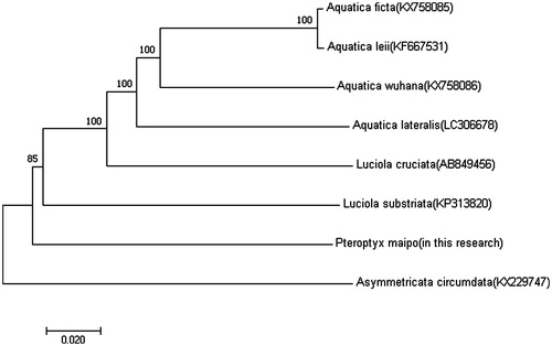Figure 1. Molecular phylogeny of Pteroptyx maipo and seven other firefly species based on the complete mitochondrial genome. The complete mitochondrial genome was downloaded from GenBank and the phylogenic tree was constructed by neighbour-joining method with 1000 bootstrap replicates. MtDNA accession numbers used for tree construction are as follows: Aquatica ficta (KX758085), Aquatica leii (KF667531), Aquatica wuhana (KX758086), Luciola cruciata (AB849456), Asymmetricata circumdata (KX229747), Aquatica lateralis (LC306678), and Luciola substriata (recently identified as Sclerotia flavida by Ballantyne et al. Citation2016) (KP313820).