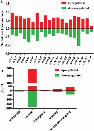 Figure 3. Chromosomal distribution and types of differentially expressed circRNAs. a) Relative frequency of differentially expressed circRNAs on mouse chromosomes. b) Types and counts of differentially expressed circRNAs detected by microarray (fold change ≥ 2.0, P < 0.05). The circRNAs were classified into five or four types according to the relationship and genomic loci with their associated coding genes. Red and green indicate upregulated and downregulated circRNAs, myotubes vs. myoblasts, respectively.