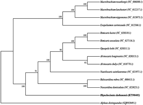 Figure 1. Phylogenetic analysis (ML topology) of R. durbanensis based on the whole mitochondrial genome sequences. Numbers at each node represent the bootstrap value for ML analysis.