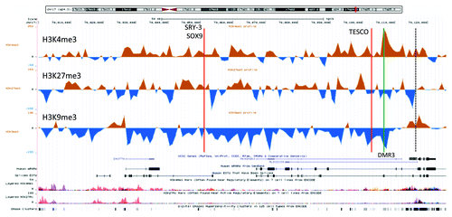 Figure 5. An UCSC genome browser panel with custom tracks displaying the difference between control male (n = 3) and control female (n = 3) chromatin profiles of the part SOX9 locus from the gene itself and 120 kb upstream (70,000 – 70,126 kb from 17pter, hg19). The profiles shown are H3K4me3 (top), H3K27me3 (middle), and H3K9me3 (bottom). The red line called TESCO marks the position of the TESCO-ECR (70,103,197–70,103,373 bp from 17pter, hg19) and the green line the position of DMR3 in Table 1. The predicted SRY-3/SOX9 binding site had a Z-score of 3.45 for SOX9 and 2.41 for SRY, while the TESCO enhancer had a Z-score of 2.58 for SOX9 and 2.66 for SRY (UCSC, “HMR Conserved Transcription Factor Binding Sites”). In addition, the TESCO enhancer had a high degree of genomic sequence conservation beyond the human/mouse/rat comparison used to calculate the Z-score (UCSC, “Vertebrate Multiz Alignment & Conservation (46 Species)”). The TESCO SRY binding site has been experimentally verified.Citation31