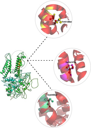 Figure 2. Shows the superpose simulation of both wild type KCNH2 against its mutated protein models, with description of the amino acid changes and their RMSD values at the position of the all mutations.