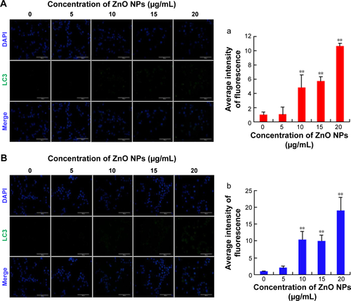 Figure S1 ZnO NPs exposure increases autophagy in cultured LC and SC cell lines in 12 h.Notes: (A) LC3-stained LCs: (a) the average intensity of LC3 fluorescence in LCs. (B) LC3-stained SCs: (b) the average intensity of LC3 fluorescence in SCs. Scale bars =100 μm. **P<0.01.Abbreviations: DAPI, 4′,6-diamidino-2-phenylindole; LCs, Leydig cells; NPs, nanoparticles; SCs, Sertoli cells.