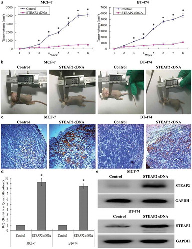 Figure 5. Effects of STEAP2 up-regulation on the growth of xenotransplantation tumor in vivo. (a) The growth tumors profile of control or STEAP2 cDNA infected MCF-7 and BT-474 cells were observed continuously for 8 weeks. STEAP2 cDNA group revealed evident delay in tumor size and growth. (b) Images of xenotransplantation tumor after subcutaneous inoculation of control and STEAP2 cDNA infected cells. The tumor size of STEAP2 cDNA group was much smaller than that of control group. By IHC (c), real time RT-qPCR (d) and western blotting (cropped blot) (e), the xenotransplantation tumor formed by STEAP2 cDNA transfected MCF-7 and BT-474 cells consisted of more positive STEAP2 expressions, compared to that formed by control cells. Collectively, STEAP2 up-regulation inhibited tumor growth in the nude mice. *P < .05.