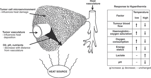 Figure 1. Schematic representation of the tumour vasculature and microenvironment and their role in the response to hyperthermia. The tumour vascular supply controls heat deposition. It also delivers oxygen and nutrients to the tumour, thus controlling the microenvironment, and cells that exist in areas where these are deficient are more sensitive to heat damage. Both the vasculature and microenvironment are also influenced by heat, but this is dependent on the temperature of the hyperthermia treatment.