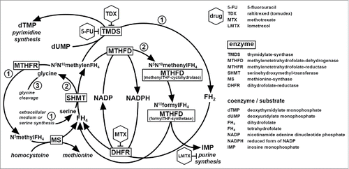 Figure 4. Pathways linking folate metabolism, MTX action and serine/glycine interconversions. See text for explanation. Notes: (a) the level of action of the most important drugs interfering with folate metabolism is shown; (b) the enzymatic activity of MTHFD the acronym refers to (methylenetetrahydrofolate-dehydrogenase) is NADP-dependent; (c) MS exhibits N5-methylTHF:homocysteine-methyltransferase activity; (d) pathways 1 are cytosolic, 2 cytosolic or mitochondrial, 3 mitochondrial; (e) arrows point to the product(s) of enzymatic reaction; (f) ┤ inhibitory action.
