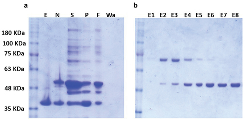 Figure 3. Expression and purification of SARS-CoV-N-6×His protein using Ni-NTA column. Samples were obtained from overnight cultures of E. coli BL21(DE3) transformed with either empty pEt28a (+) or pEt28a-N-6×His vectors. The cultures were incubated at 20°C and induced with 0.1 mM IPTG. (a): the expression of empty pEt28a vector (E) and recombinant N-6×His vector (N); (S) is the soluble fraction of culture while (P) is the precipitate; (F) represents the column flow through containing unbound N-6×His protein; (Wa) is the washing buffer containing any residuals of unbound  N-6×His protein. (b) All elution fractions using 250 mM imidazole (E1 to E5) followed by 750 mM imidazole (E6 to E8). The E6 to E8 fractions were pooled, dialyzed, and used for further analysis.