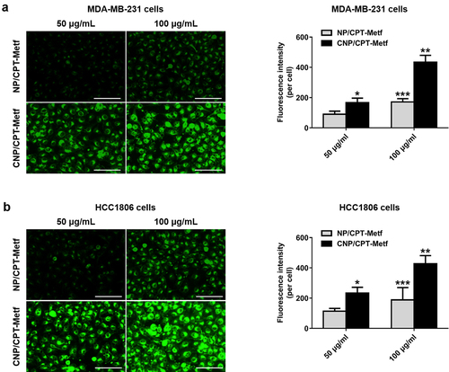 Figure 3. Cellular uptake of FITC-labeled unmodified NP/CPT-Metf and CNP/CPT-Metf on MDA-MB-231 and HCC1806 cells. (a) Qualitative and quantitative analysis of cell uptake of CNP/CPT-Metf and compared with the NP/CPT-Metf on MDA-MB-231 cells. The bar represents 100 μm. (c) Qualitative and quantitative analysis of cell uptake of CNP/CPT-Metf and compared with the NP/CPT-Metf on HCC1806 cells. The bar represents 100 μm. *P < 0.05, **P < 0.01, and ***P < 0.001 significantly different from the NP/CPT-Metf group.